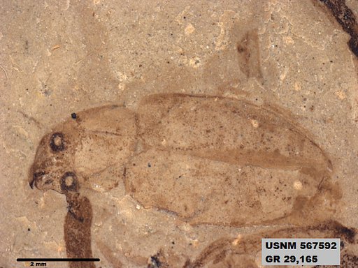 Insecta