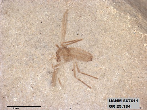 Genus sp