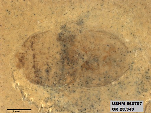 Genus sp