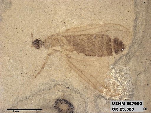 Insecta