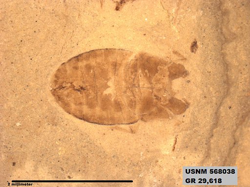 Genus sp