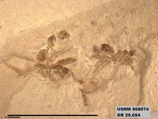 Insecta