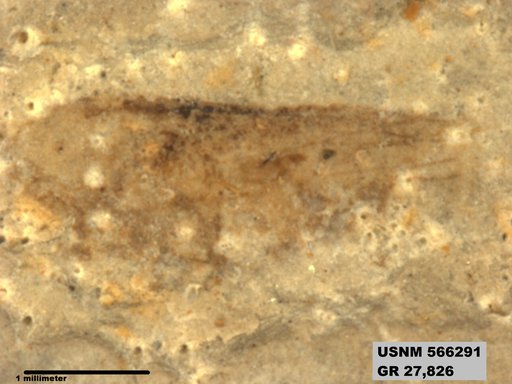 Genus sp