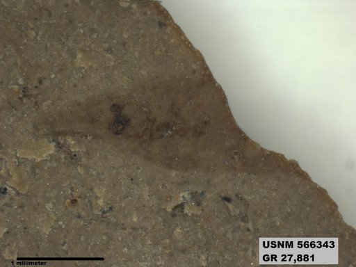Genus sp