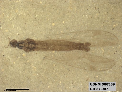 Genus sp
