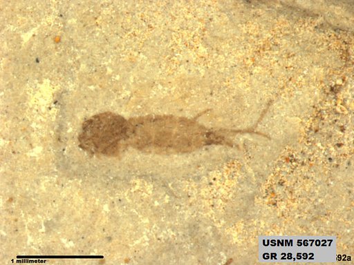 Insecta
