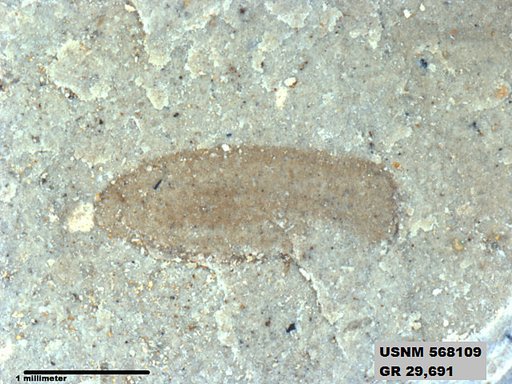 Genus sp