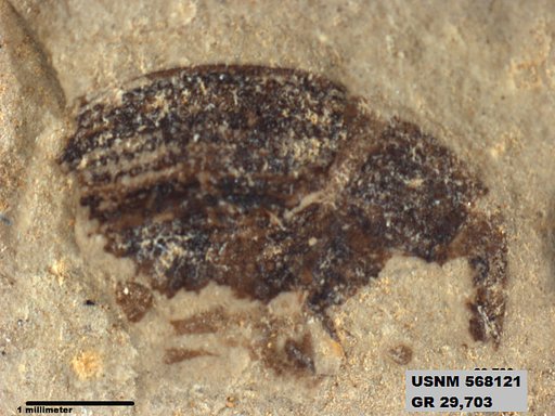 Insecta