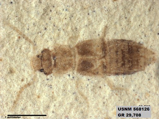 Genus sp