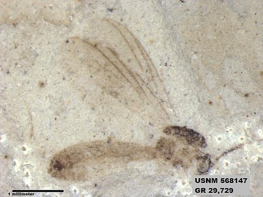 Insecta