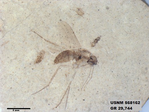 Insecta