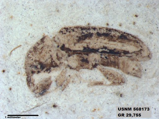 Insecta