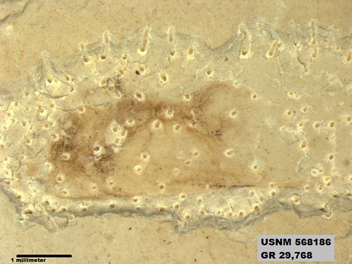 Genus sp