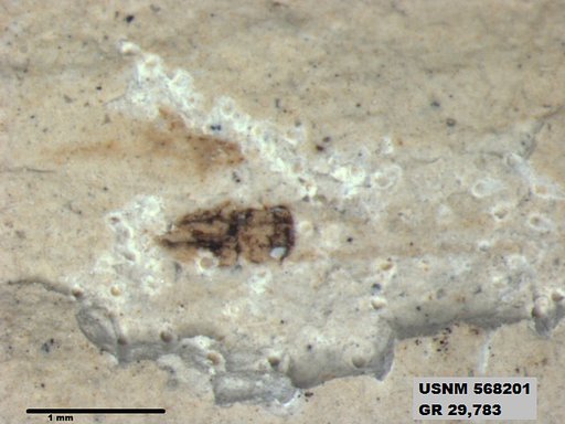 Insecta