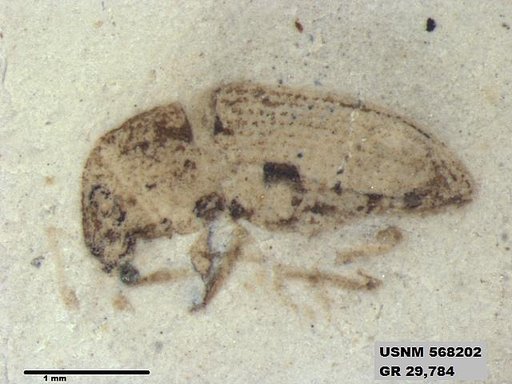 Insecta