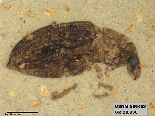 Insecta