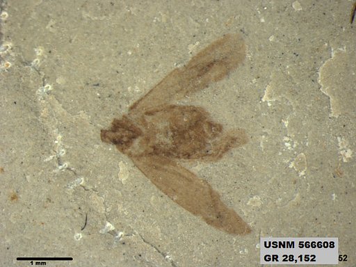 Genus sp