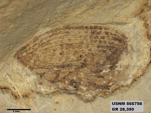 Insecta