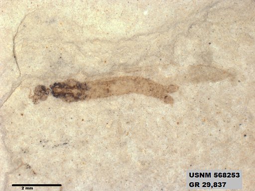 Genus sp