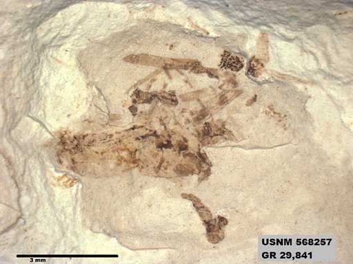 Genus sp