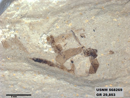 Genus sp