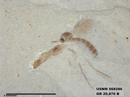 Genus sp