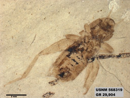Genus sp