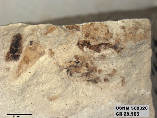 Genus sp
