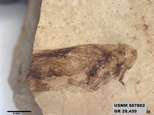 Insecta