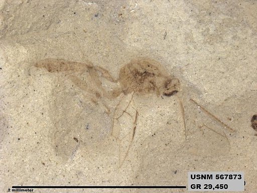 Insecta