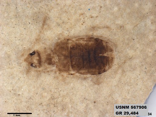 Insecta