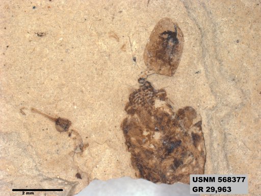 Genus sp