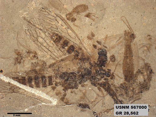 Insecta