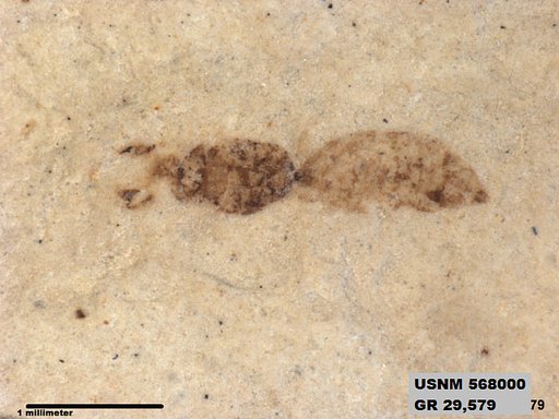 Insecta