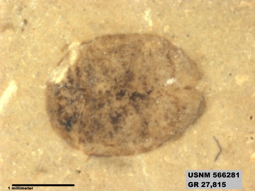 Genus sp