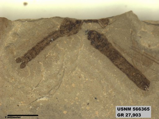 Genus sp