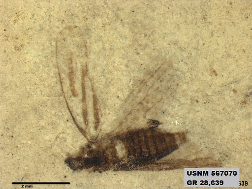 Tipula sp