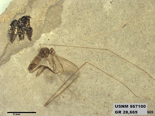 Insecta
