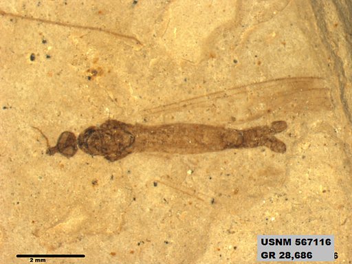 Genus sp