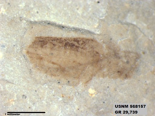 Insecta