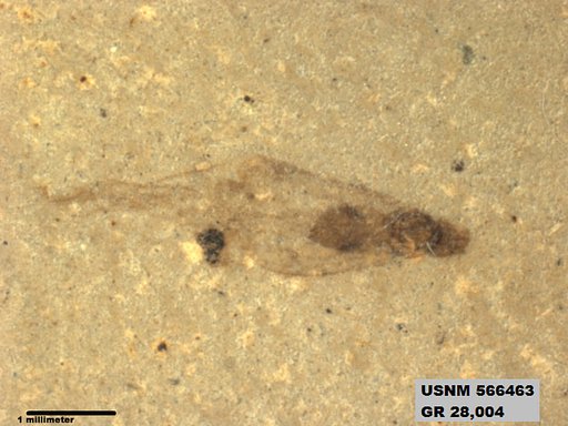 Insecta