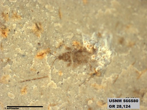 Genus sp