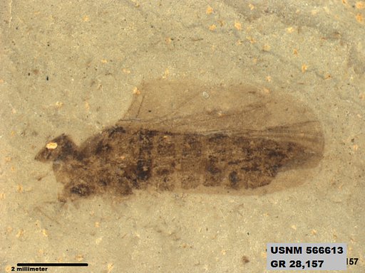 Genus sp