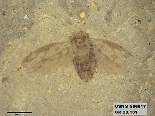 Genus sp