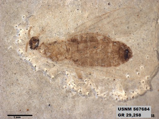 Insecta