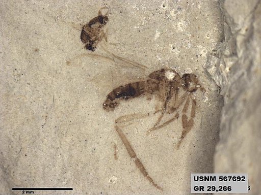 Insecta