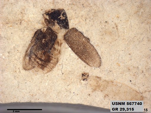 Insecta