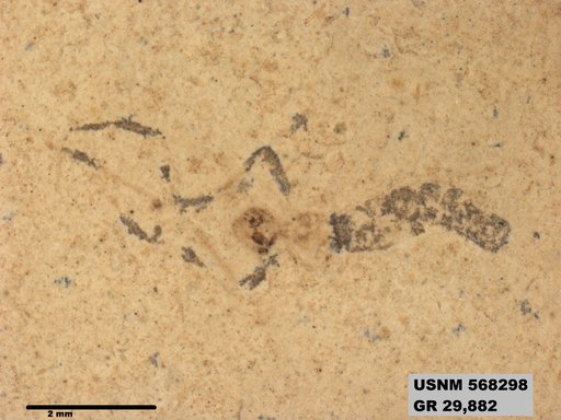 Insecta