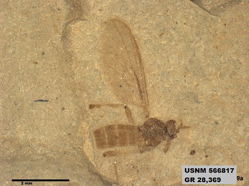 Insecta