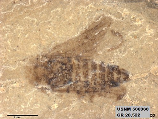 Genus sp